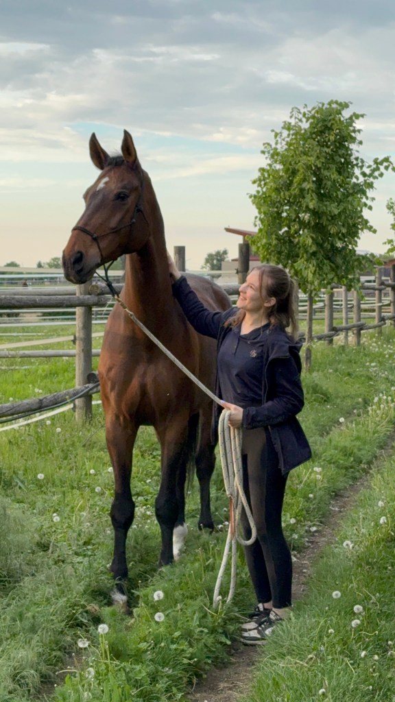 Professionelle Massage beim älteren Pferd zur Erhaltung der Beweglichkeit
