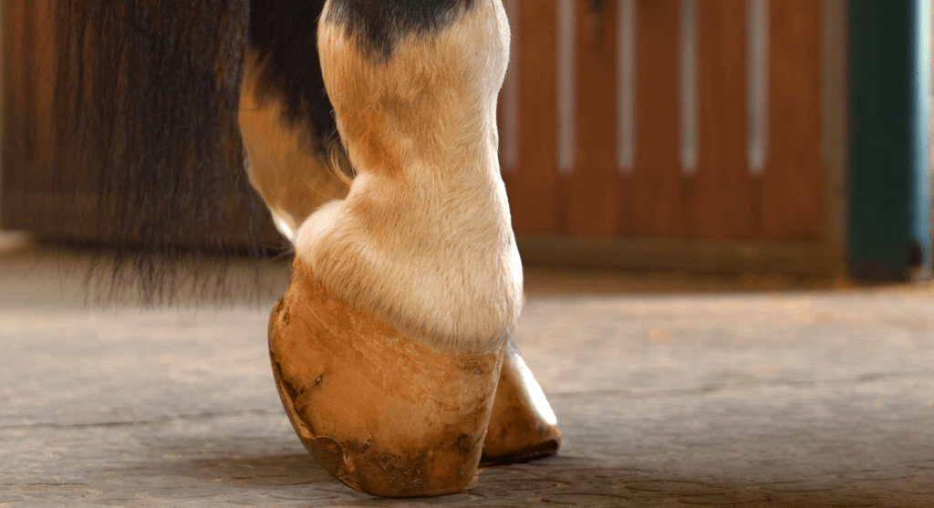 Entspannungsanzeichen beim Pferd während professioneller Behandlung