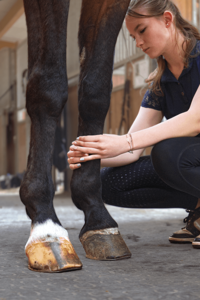 Pferdemassage am Rücken durch Amelie Klein, mobile Pferdemassage Wien,Niederösterreich, Burgenland