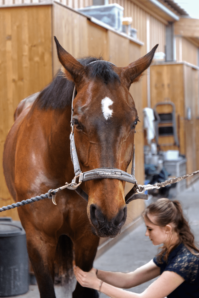 Pferd mit abgesenktem Kopf während entspannender Massagetechnik