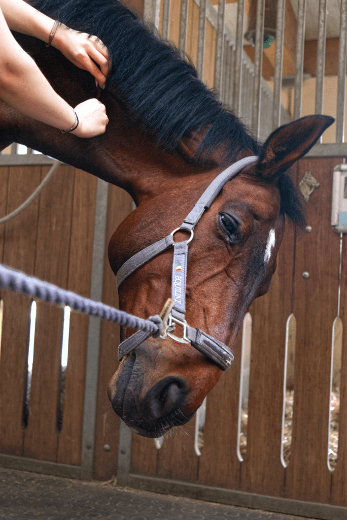 Sanfte Faszienarbeit zur Förderung einer freien, elastischen Muskulatur beim Pferd